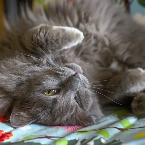 Mia