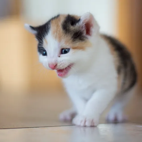 Mia