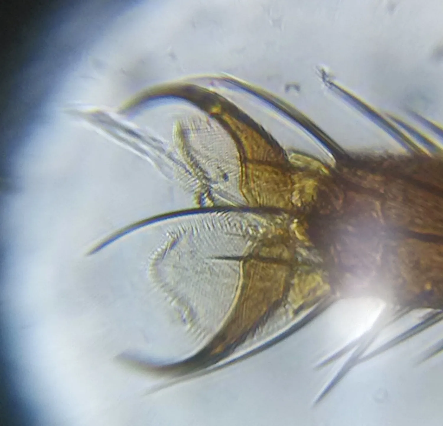 Patte de mouche vue au microscope x150