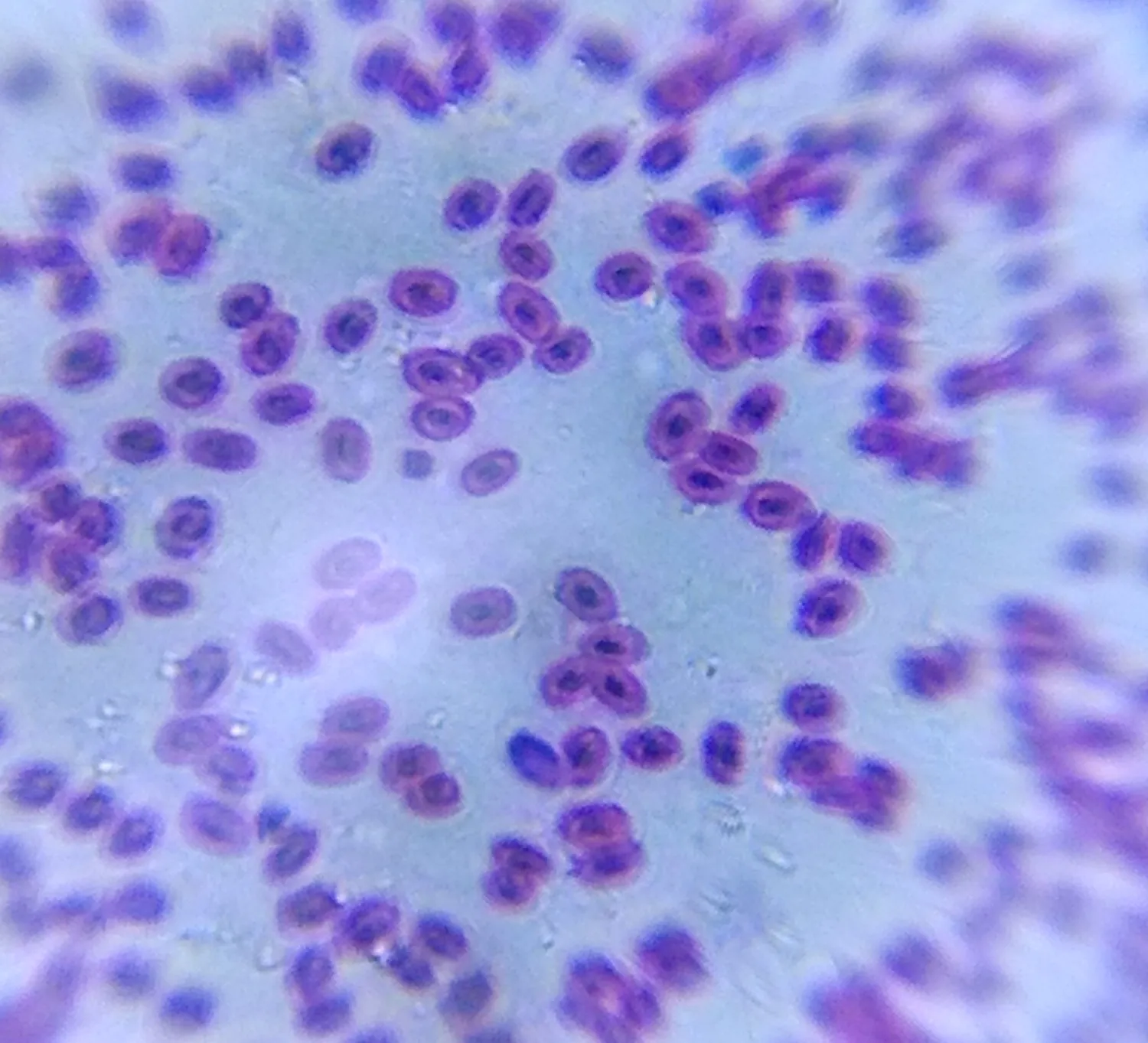 Globules rouges de grenouille vus au microscope x150