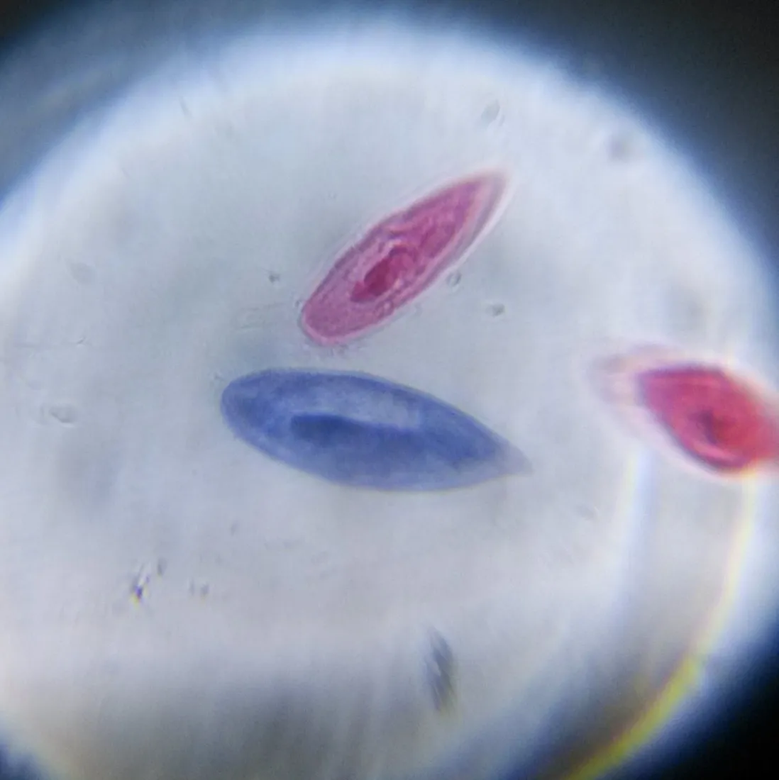 Paramécies vues au microscope x150