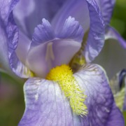 Garden-26042014-10