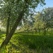 Spring-a-7