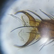 lentille-p1
