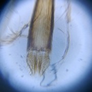 lentille-p3